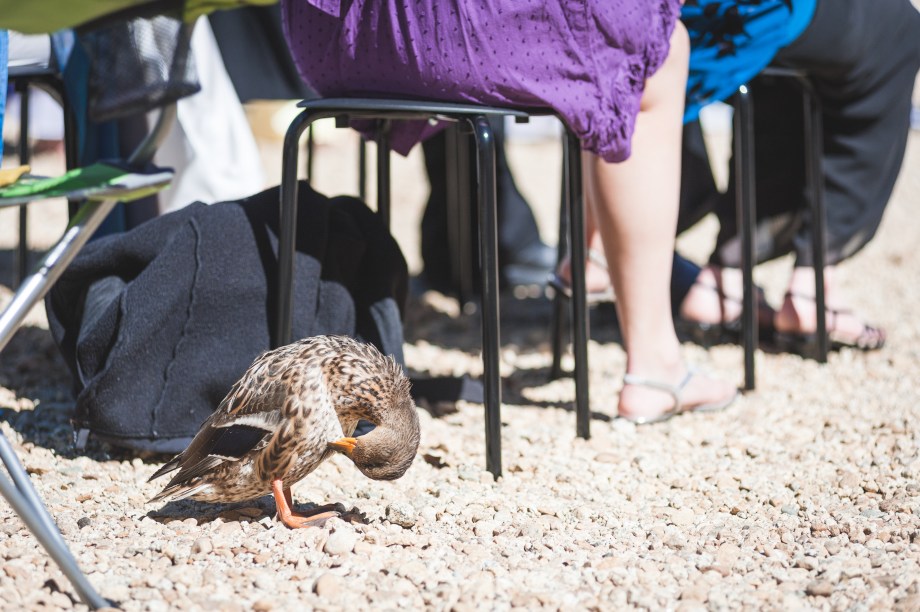 An Uninvited guest...